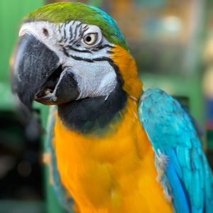 Meet your Posher, Tony